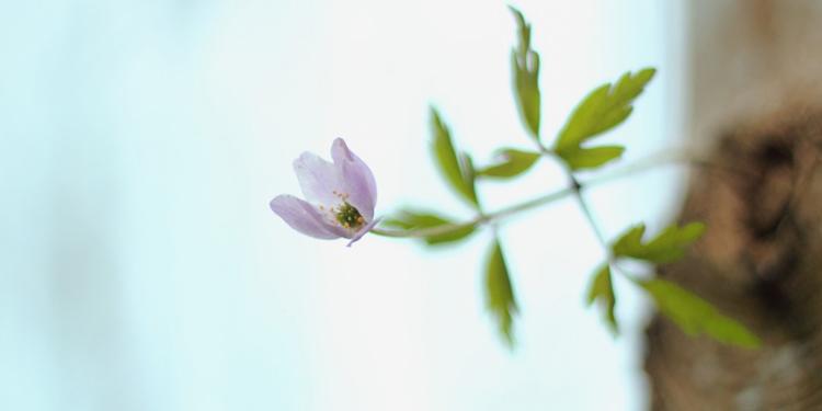 男属虎女属鼠结婚好吗？属虎和财吗