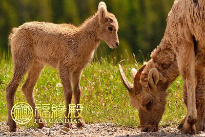 详解男属羊女属猴的婚姻好不吧！