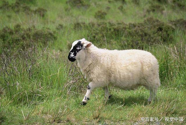 1979年出生属羊人的终生运势，属羊人必看！