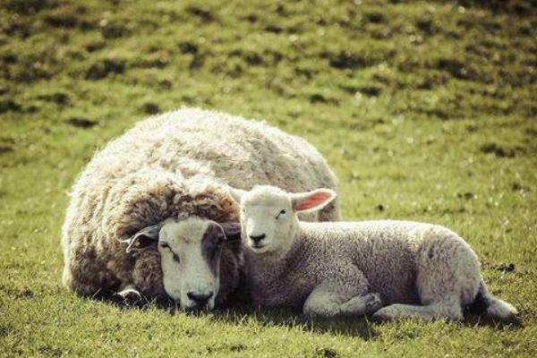 1967年出生失群之羊是什么命？有你吗？