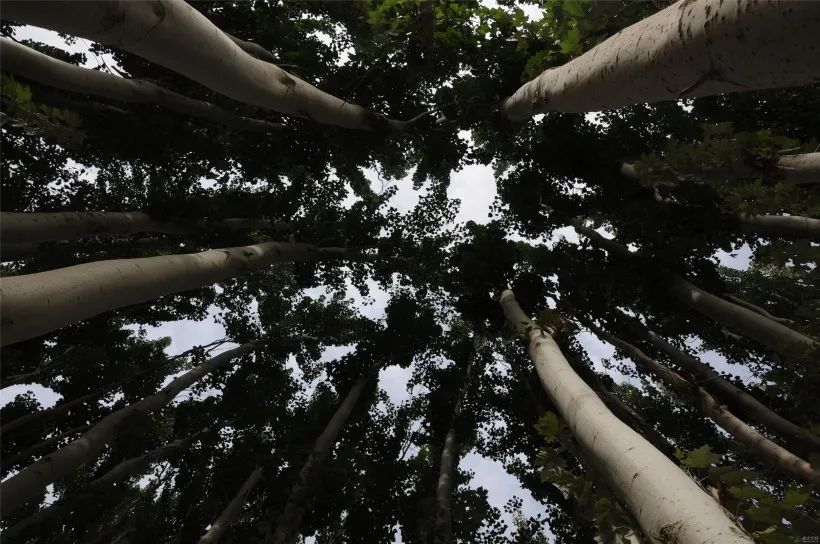 风水堂:丙火的喜与忧!