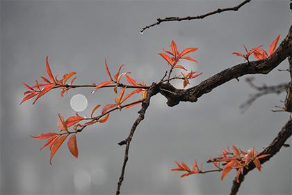 八字的神煞天喜是什么 神煞天喜什么意思