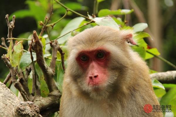 十二生肖运势的这些年出生的猴，会有什么事情发生？