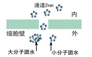 （知识点）水分子团与水的作用有哪些？