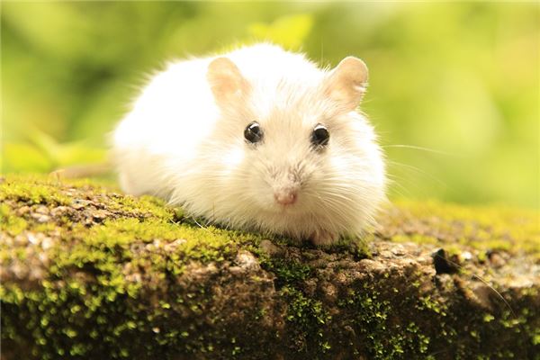 （李向东）十二生肖一生犯桃花，一生繁华富贵，衣食丰厚