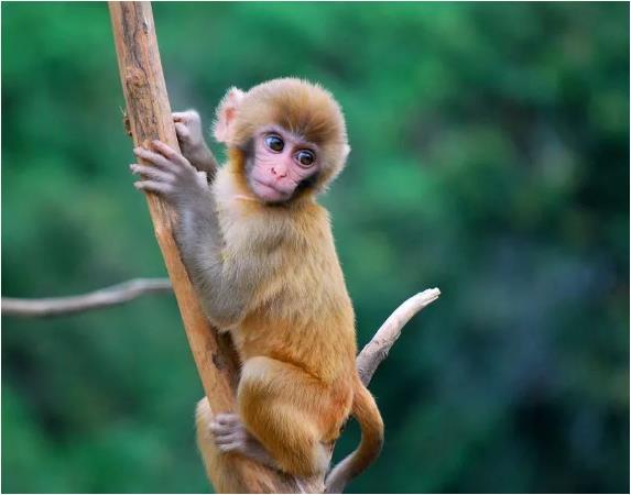 80年属猴的人五行是什么命，你知道吗？