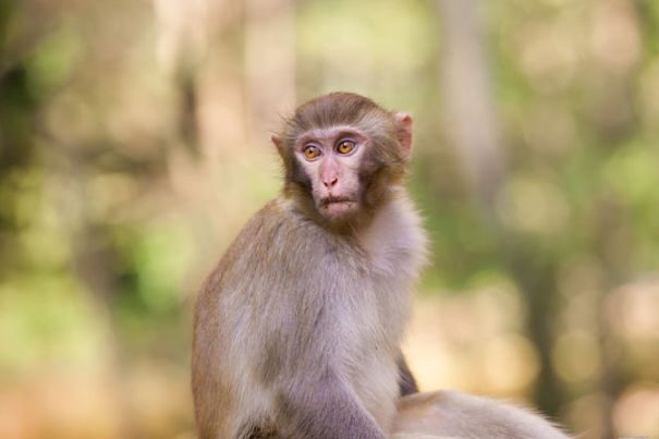 80年属猴的人五行是什么命，你知道吗？