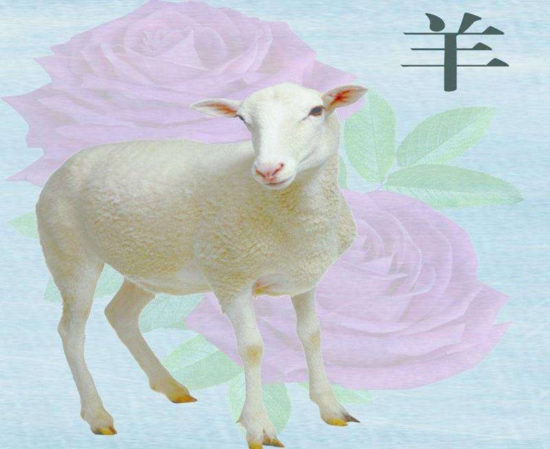 79年属羊人农历11月出生运势