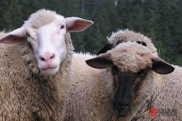 十二生肖羊的婚姻配什么属相好？
