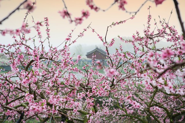 图片[2]-咸池桃花是不是不长久？咸池桃花命理解释-甲午子易学网