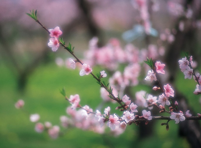 风水堂：八字带桃花的人必定比没有桃花